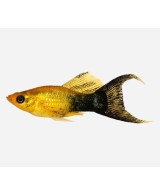 MOLLY SURTIDO 3.5-4CM