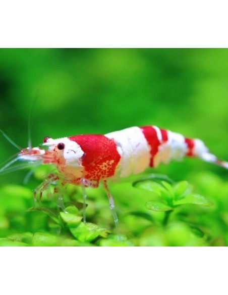 CARIDINA CRYSTAL RED 1,5-2CM