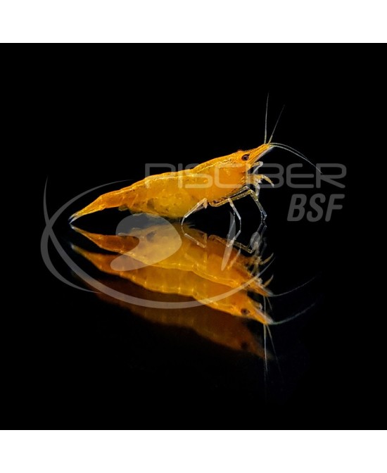 GAMBA NARANJA FUEGO 1,5-2CM