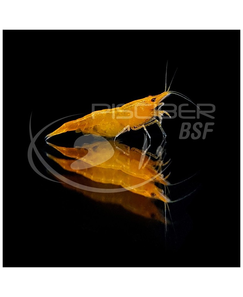 GAMBA NARANJA FUEGO 1,5-2CM