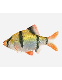 BARBUS/PUNTIUS TETRAZONA 2
