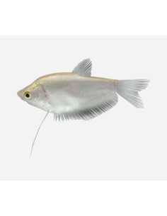 TRICHOGASTER TRICHOPTERUS SILVER
