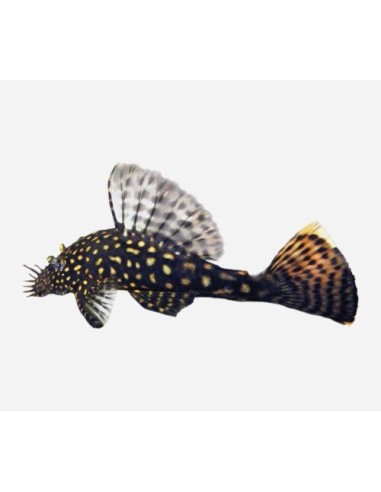 ANCISTRUS SPEC 7-8CM