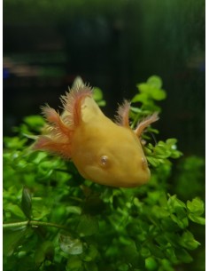 AMBYSTOMA MEXICANUM GOLD