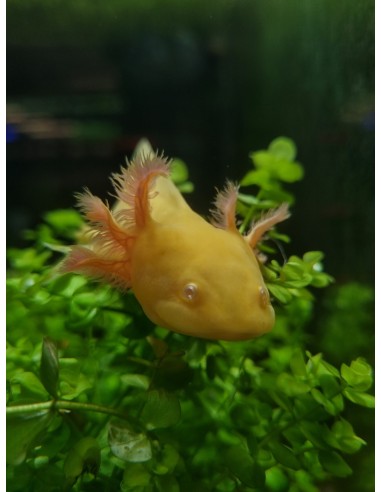 AMBYSTOMA MEXICANUM GOLD