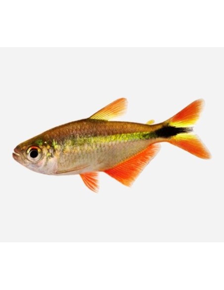 HEMIGRAMMUS CAUDOVITTATUS 4-5CM