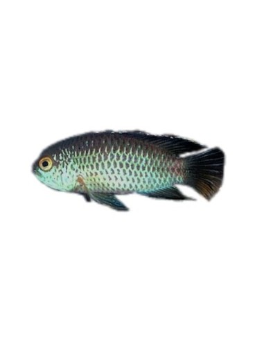 NANNACARA ANOMALA 3-4CM