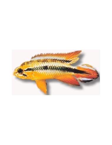 APISTOGRAMA AGASSIZII DOUBLE RED