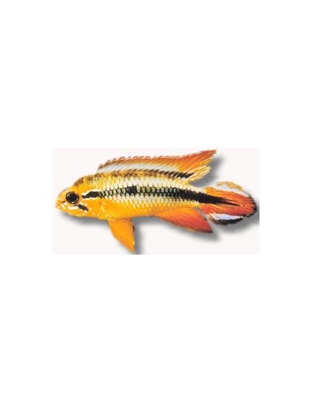APISTOGRAMA AGASSIZII DOUBLE RED