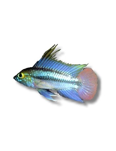 APISTOGRAMMA TRIFASCIATUM