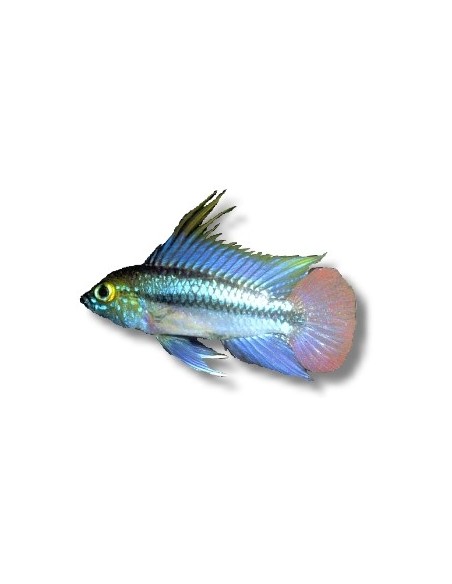 APISTOGRAMMA TRIFASCIATUM