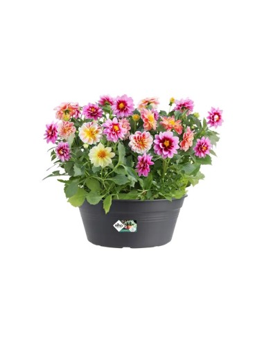 Maceta G.B. Bol Negro 27 cm - Elegante y Duradera para Plantas | Endanea Garden