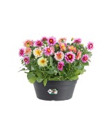 Maceta G.B. Bol Negro 27 cm - Elegante y Duradera para Plantas | Endanea Garden

