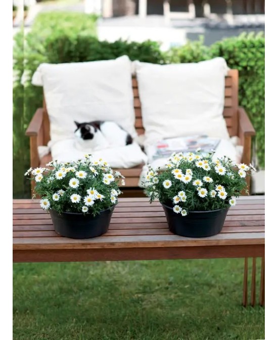 Maceta G.B. Bol 33 cm Negro - Elegante y Duradera para Jardín e Interior | Endanea Garden

