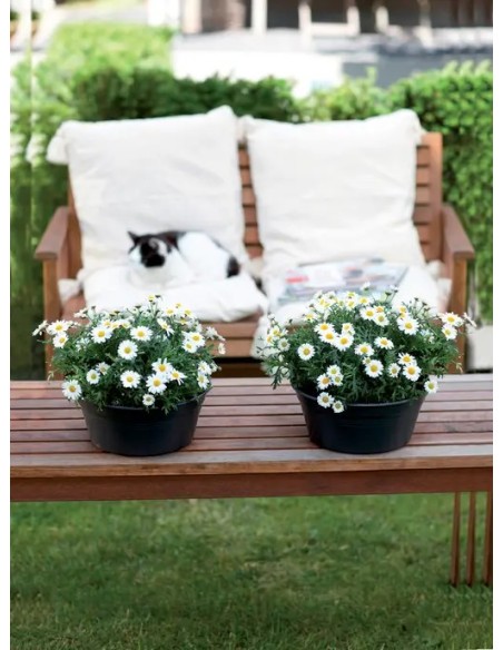 Maceta G.B. Bol 33 cm Negro - Elegante y Duradera para Jardín e Interior | Endanea Garden