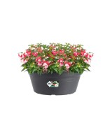 Maceta G.B. Bol Negro 38 cm - Elegante y Resistente para Jardín y Interior | Endanea Garden

