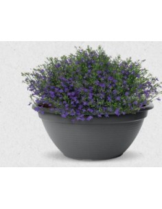 CUENCO ORIGINAL 28CM ANTRACITA 2