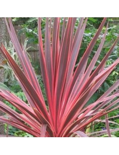 CORDYLINE  "PINK FIRE"  C25 7.5L