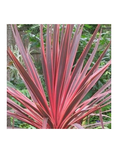 CORDYLINE PINK FIRE C25 7.5L