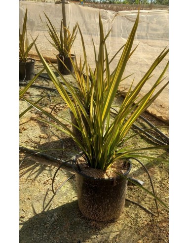 PHORMIUM  APRICOT QUEEN C25 7.5L