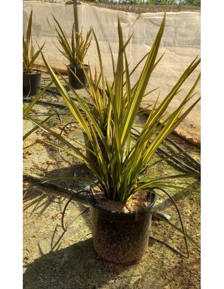 PHORMIUM  APRICOT QUEEN C25 7.5L