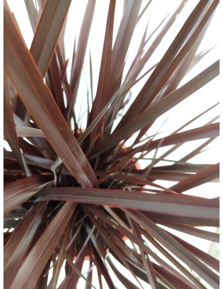 PHORMIUM "AMAZING RED"    C25  7.5L
