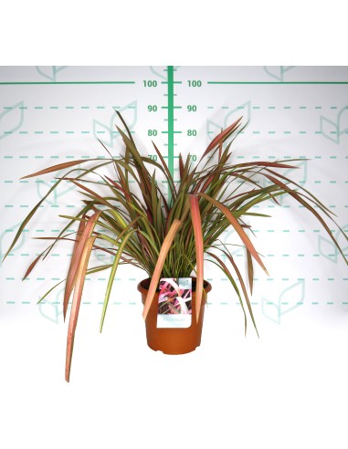 PHORMIUM SURFER GREEN 3L