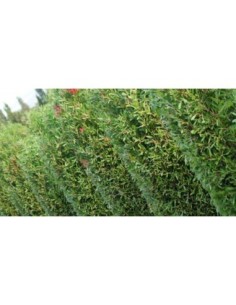 CALLISTEMON CITRINUS SPLEND C-25 10 LT