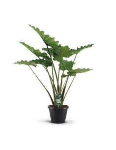 ALOCASIA PORTODORA