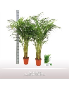 ARECA   M21 135CM