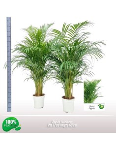 ARECA   M27 165CM