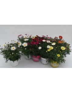 ARGYRANTEMUN FRUT MIX SHELVES