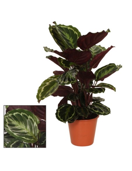 CALATHEA MEDALLON