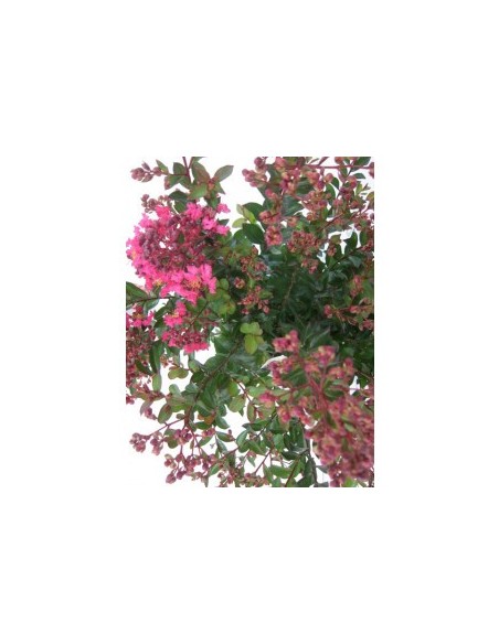 LAGESTROEMIA INDICA "BLACK SOLITAIRE" 10H 150  170/190
