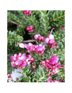 GREVILLEA LANIGERA MOUNT TAMBORITHA 10L