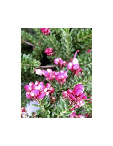 GREVILLEA LANIGERA MOUNT TAMBORITHA 10L