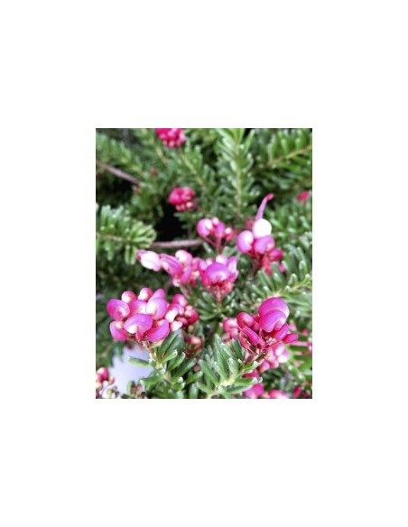 GREVILLEA LANIGERA MOUNT TAMBORITHA 10L