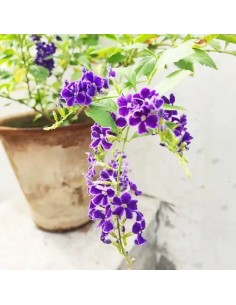 DURANTA REPENS  1.5L