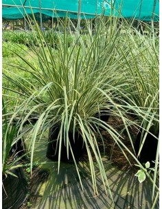DIETES  IRIDOIDES "MILKY WAY"