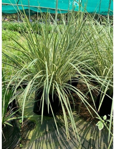 DIETES  IRIDOIDES "MILKY WAY"