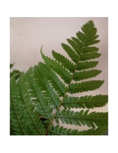 CYATHEA  COOPERI  10L