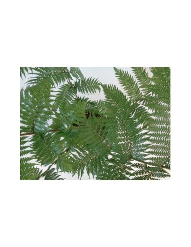 CYATHEA  COOPERI  10L