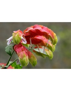 BELOPERONEGUTTATA 3L