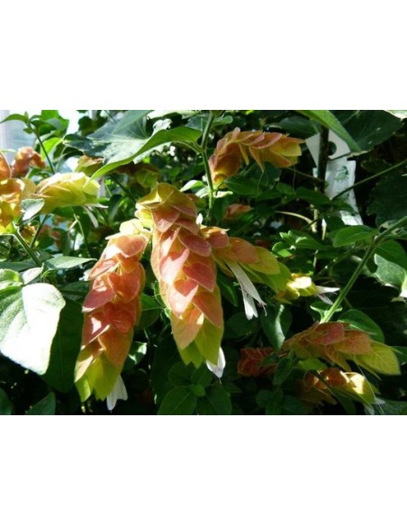 BELOPERONEGUTTATA 3L