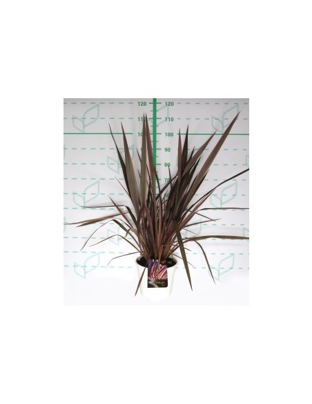 AGAPANTHUS COLECCION 5L
