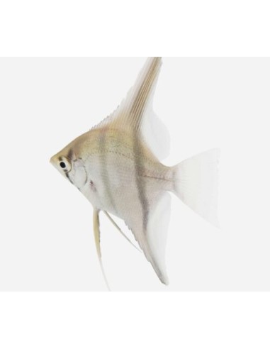 ESCALAR SURTIDO 3-4CM