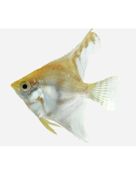 ESCALAR SURTIDO 3-4CM