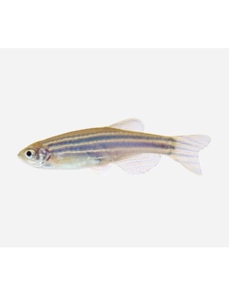 BRACHYDANIO RERIO 2.5CM