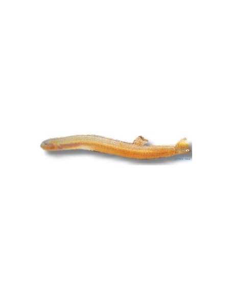 PANGIO KUHLII JAVANICUS