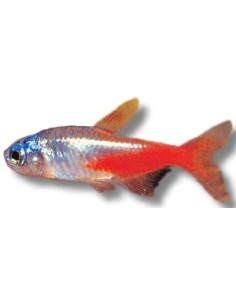 NEON INNESI DIAMANT 2-2,5CM